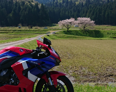 遠くの桜とバイク
