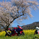 余呉川の菜の花と桜