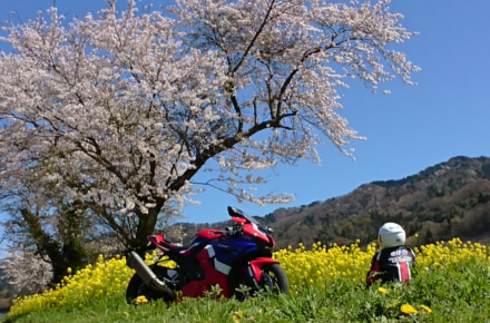 余呉川の菜の花と桜