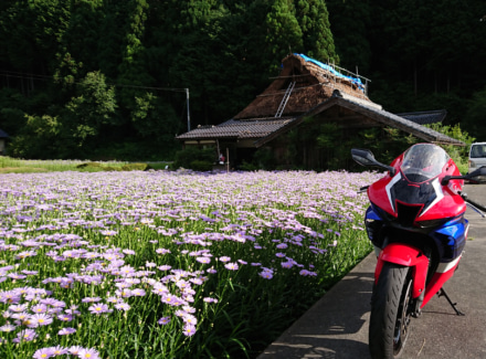 北山友禅菊とバイク