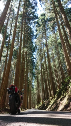 杉並木の細道