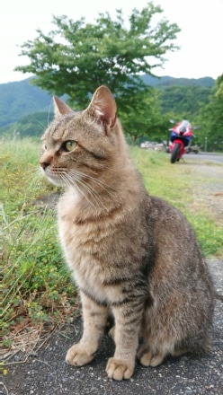 凛とした猫とバイク